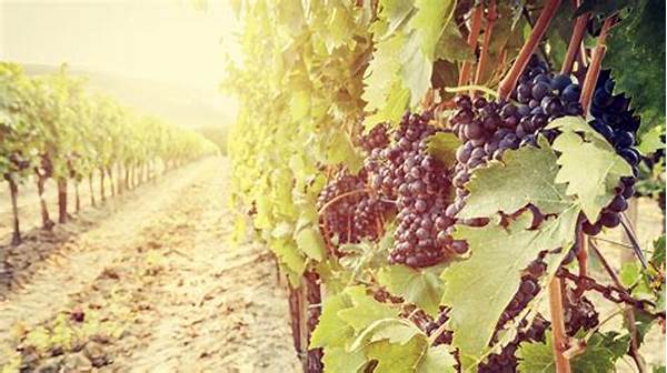 “wine And Gourmet Food Journey Tuscany”
